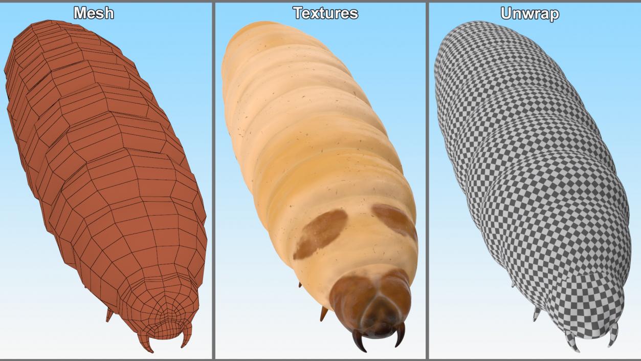 3D model Maggot Fly