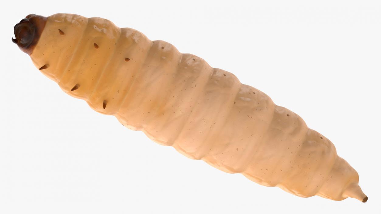 3D model Maggot Fly