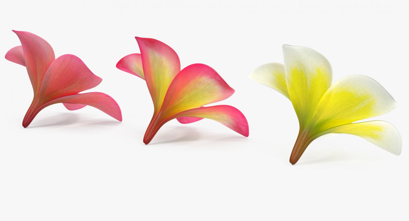 3D Plumeria Flower Collection