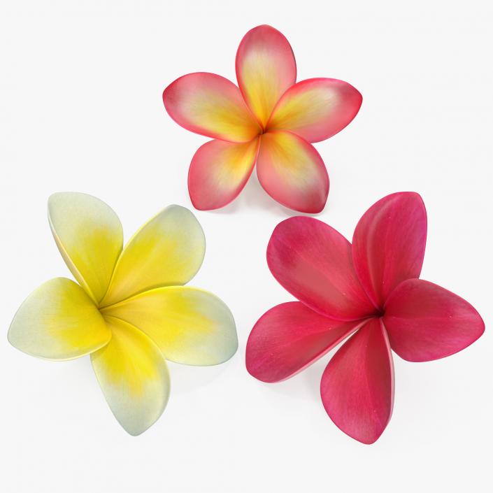 3D Plumeria Flower Collection