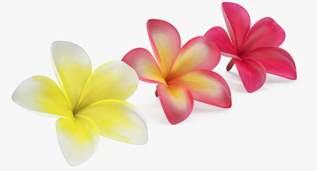 3D Plumeria Flower Collection