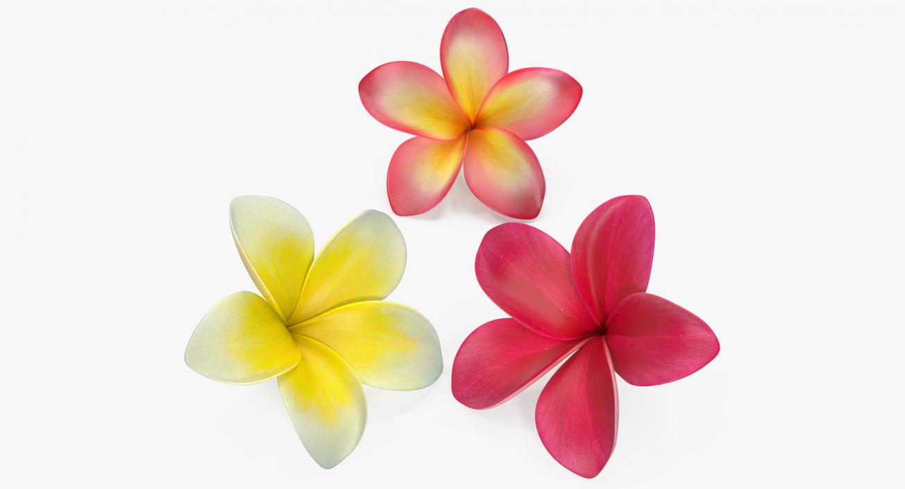 3D Plumeria Flower Collection