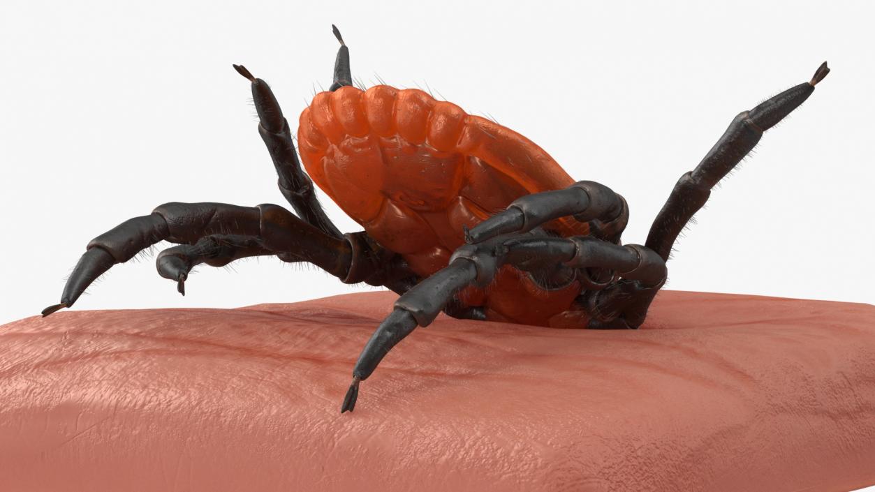 Tick Stuck in Skin Fur 3D