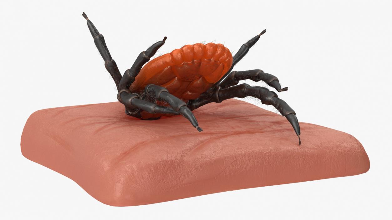 Tick Stuck in Skin Fur 3D