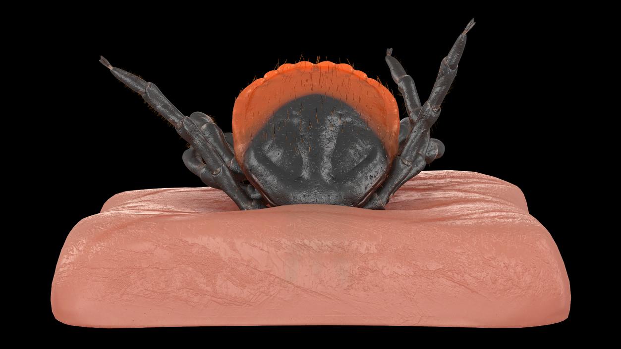 Tick Stuck in Skin Fur 3D