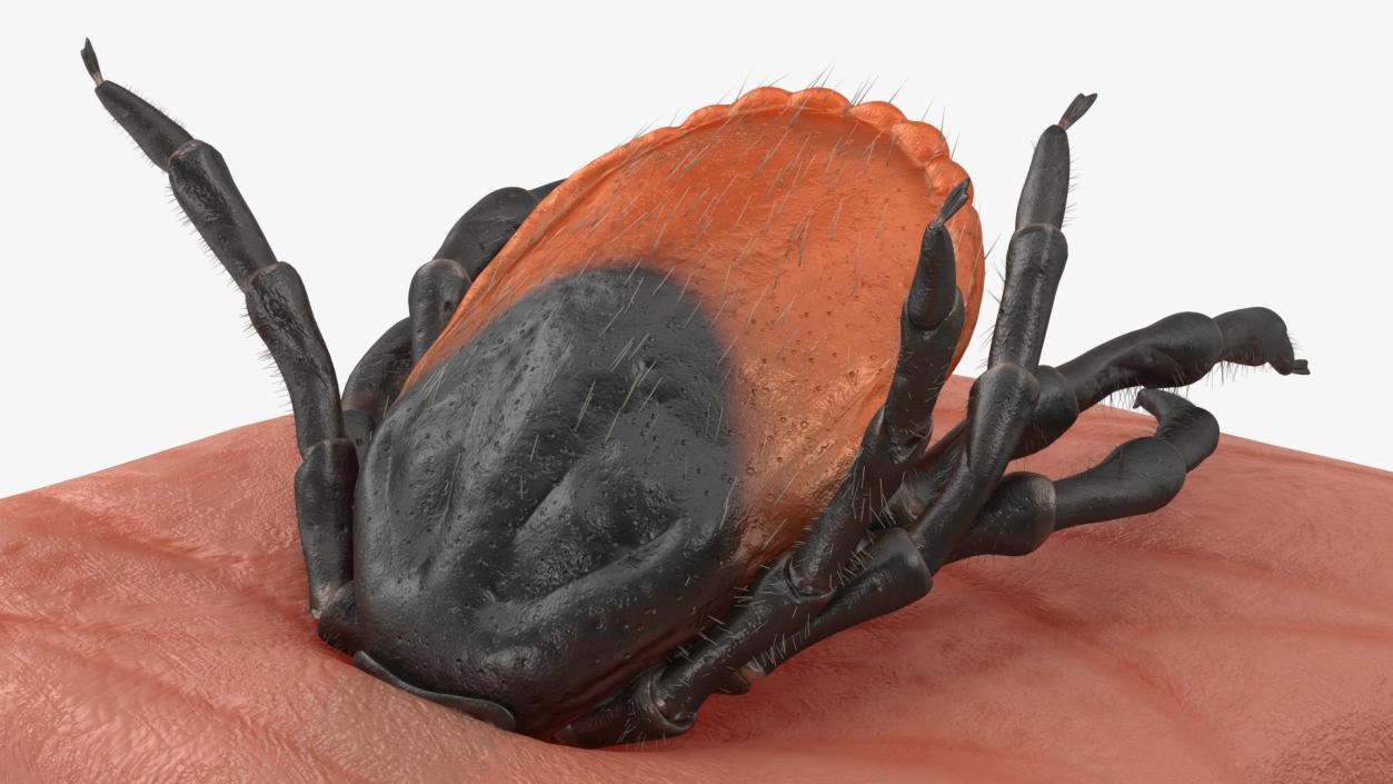 Tick Stuck in Skin Fur 3D