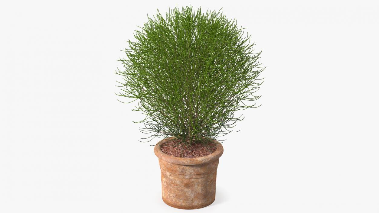 3D Green Spherical Shrub Pot Plant