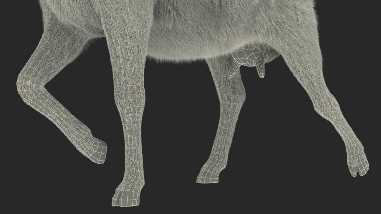 3D Walking Goat Black-White Fur model