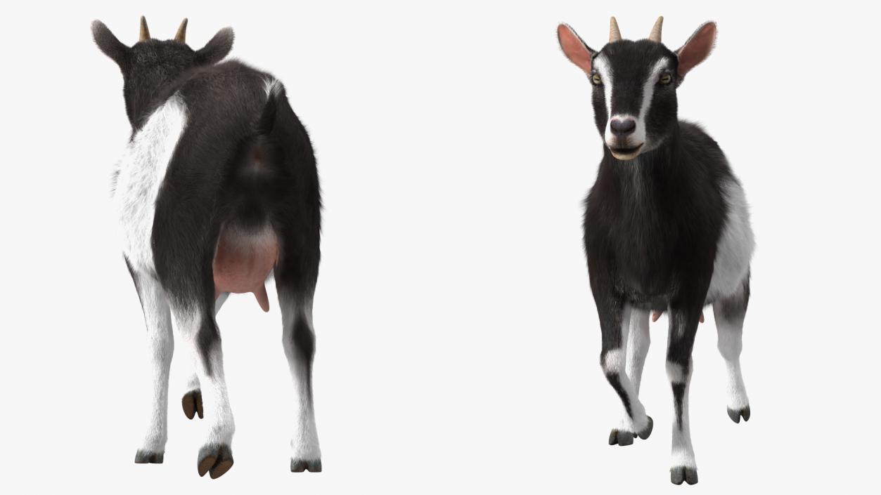 3D Walking Goat Black-White Fur model