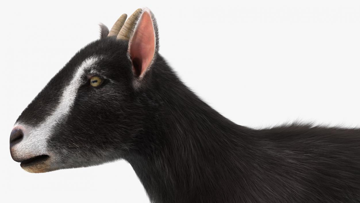 3D Walking Goat Black-White Fur model