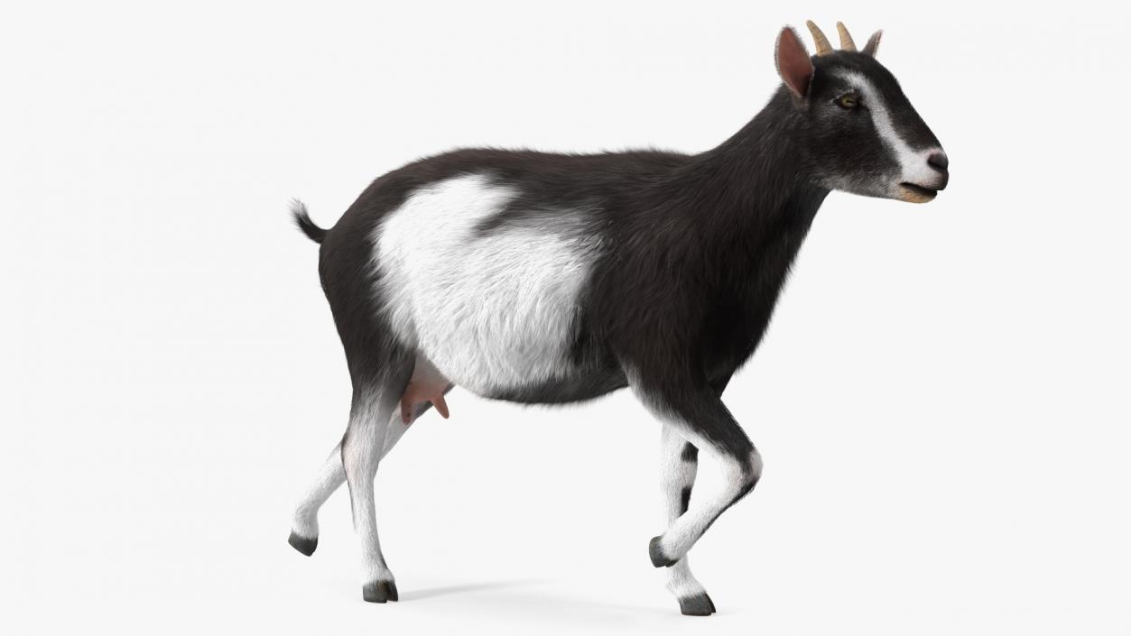 3D Walking Goat Black-White Fur model