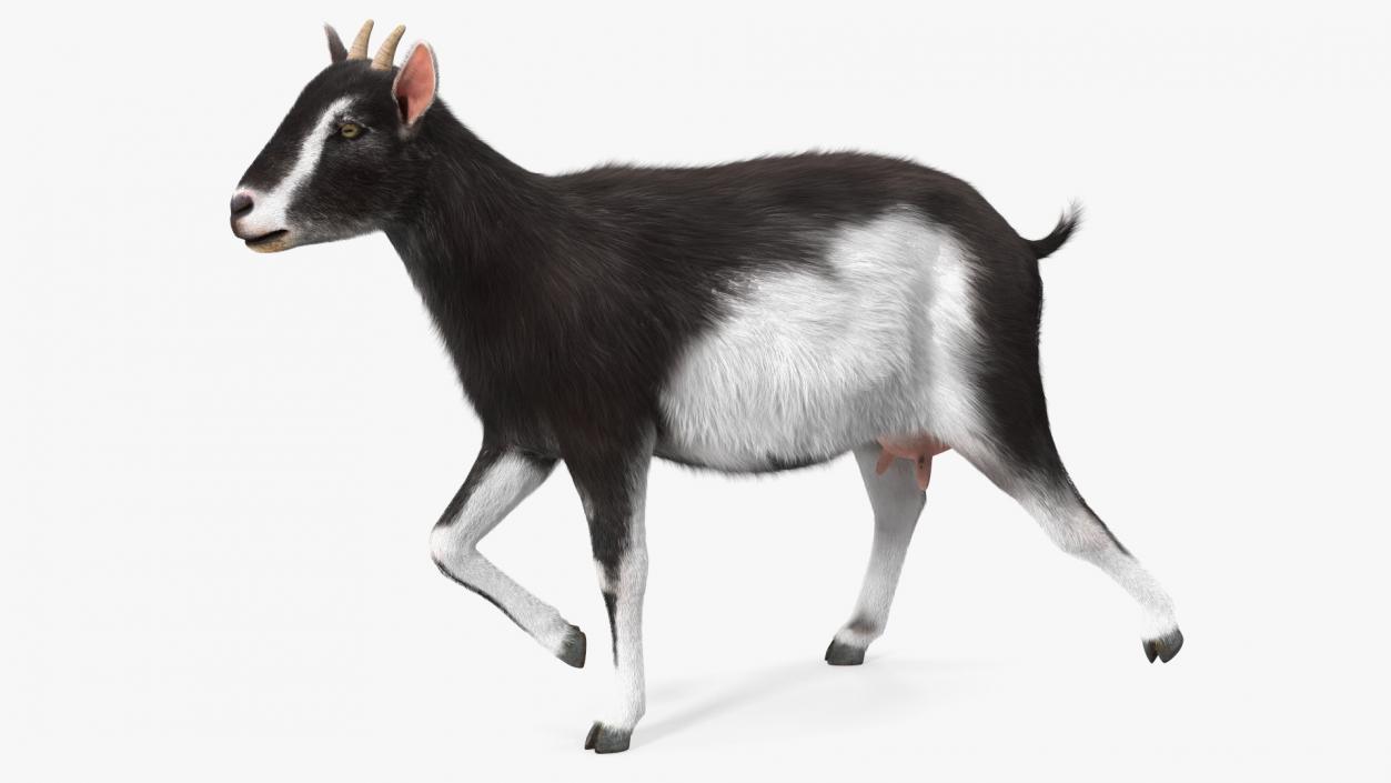 3D Walking Goat Black-White Fur model