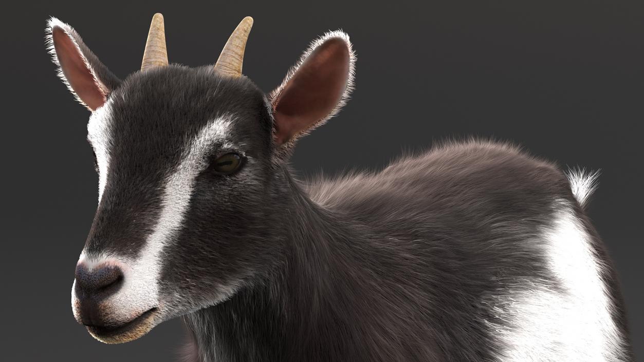 3D Walking Goat Black-White Fur model