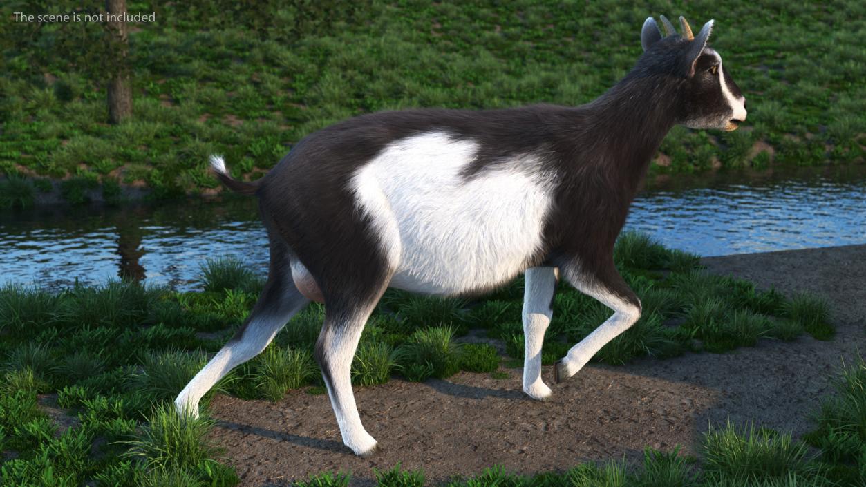 3D Walking Goat Black-White Fur model