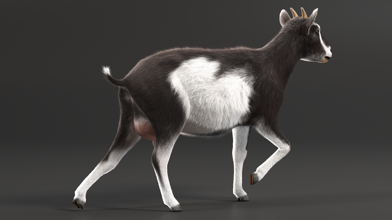 3D Walking Goat Black-White Fur model