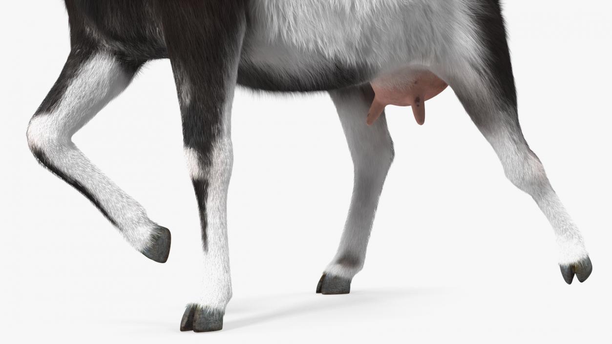 3D Walking Goat Black-White Fur model