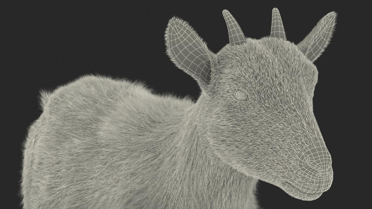 3D Walking Goat Black-White Fur model