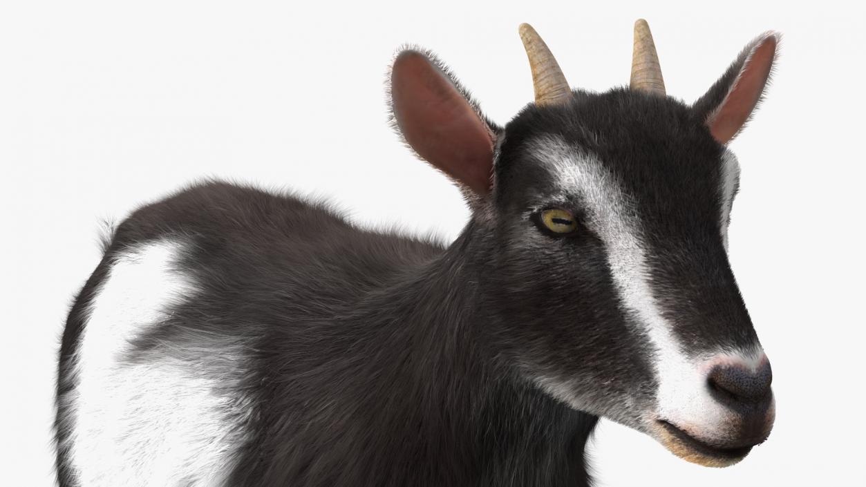 3D Walking Goat Black-White Fur model