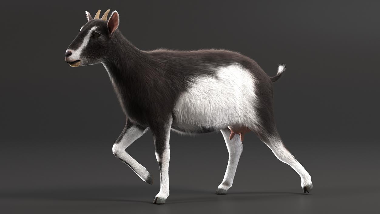 3D Walking Goat Black-White Fur model