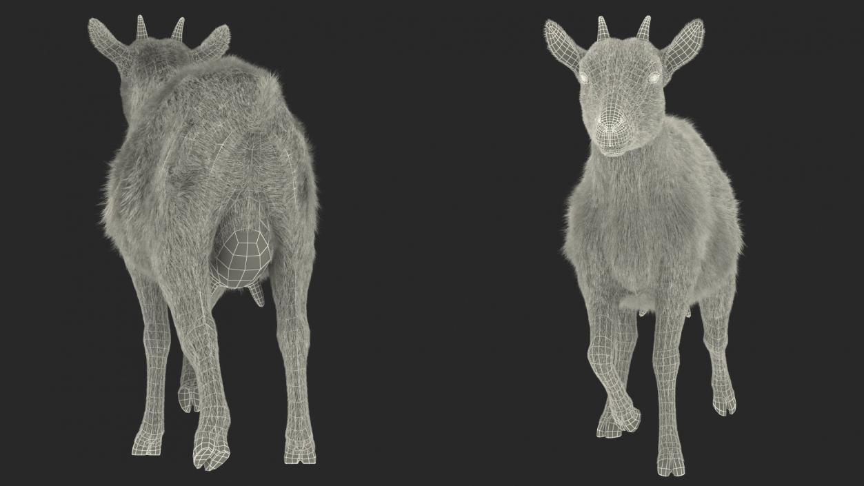 3D Walking Goat Black-White Fur model