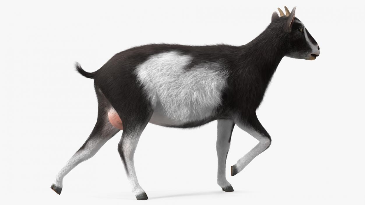 3D Walking Goat Black-White Fur model