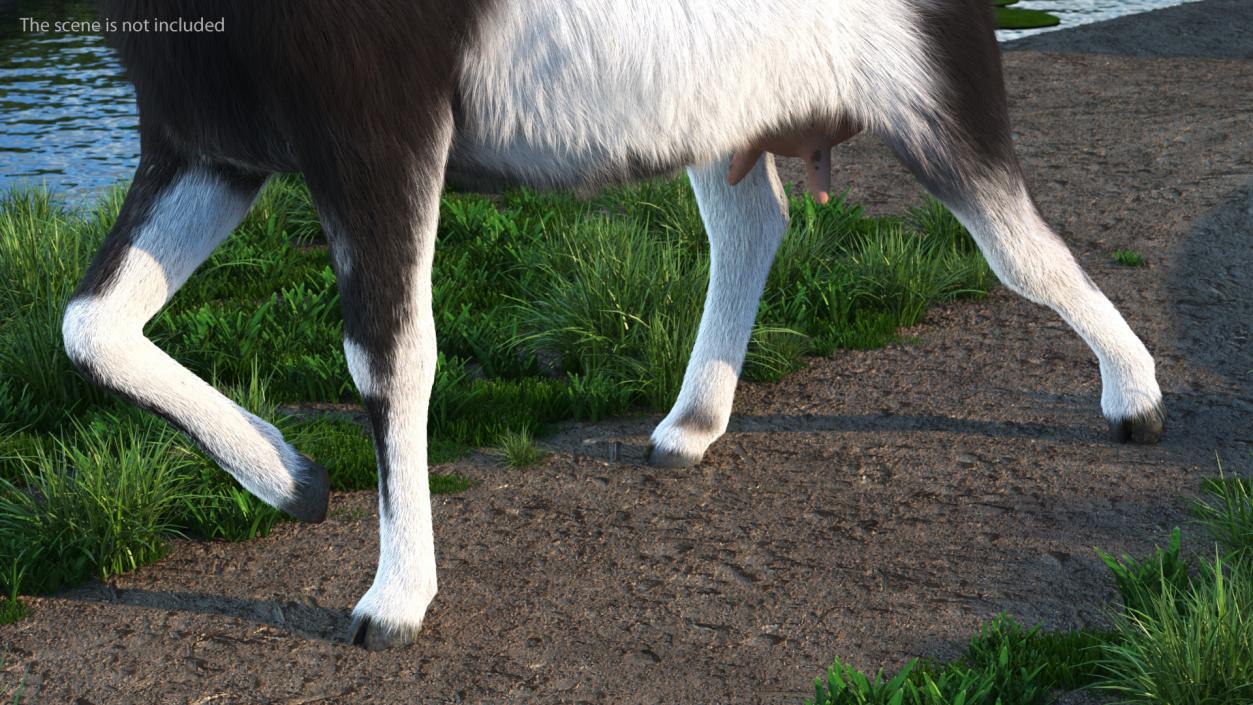 3D Walking Goat Black-White Fur model