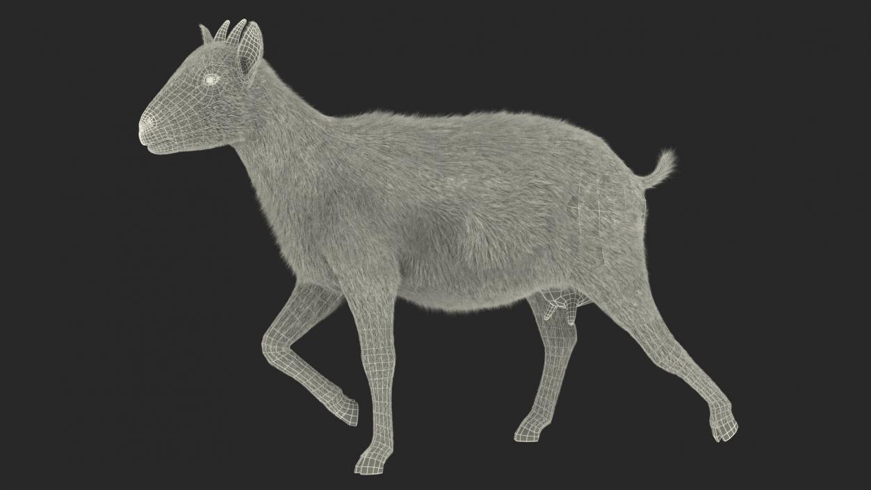 3D Walking Goat Black-White Fur model