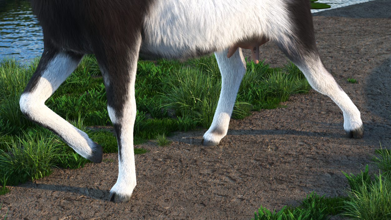 3D Walking Goat Black-White Fur model