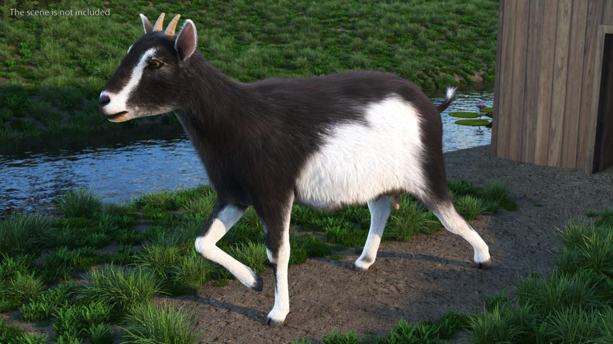 3D Walking Goat Black-White Fur model