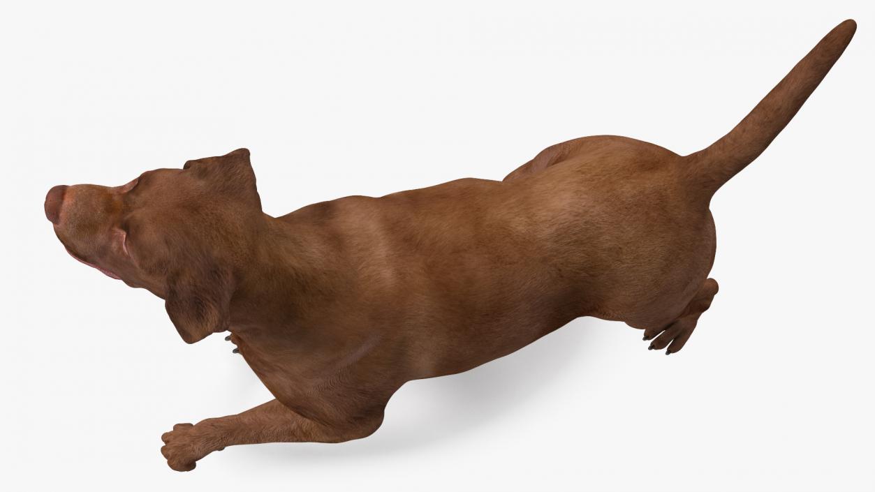 3D Labrador Dog Brown Walking