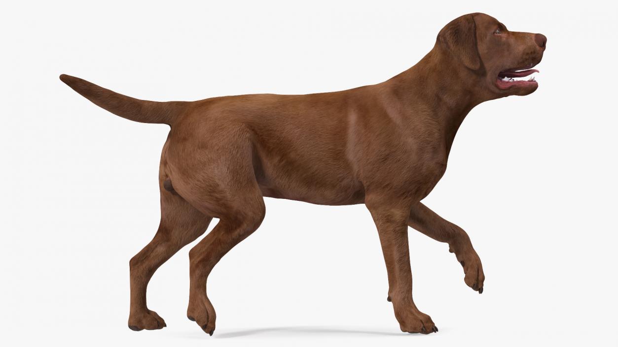 3D Labrador Dog Brown Walking