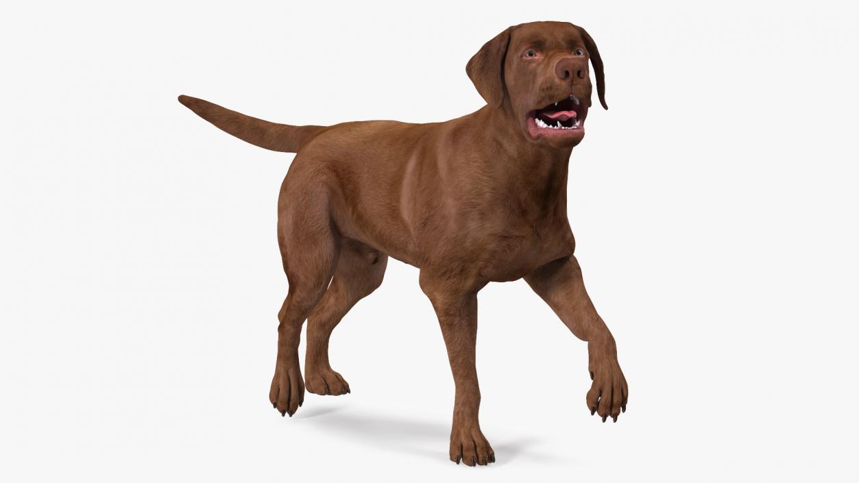 3D Labrador Dog Brown Walking