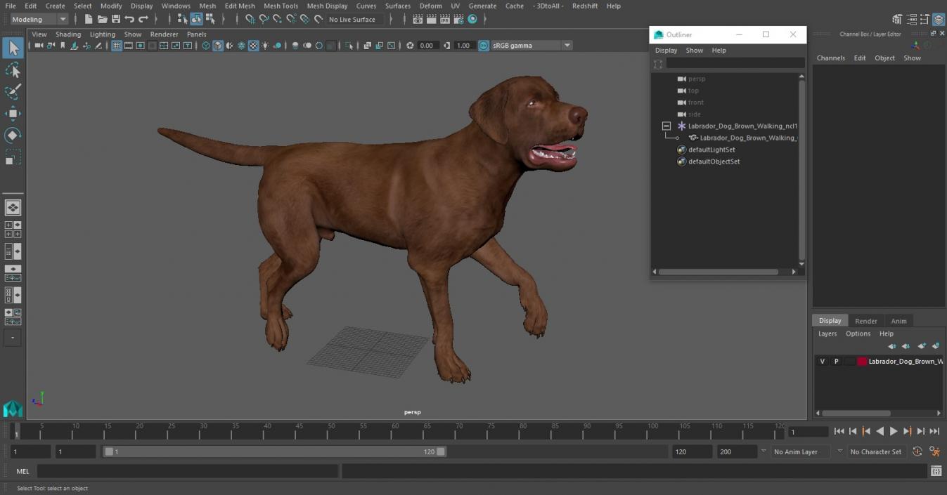 3D Labrador Dog Brown Walking