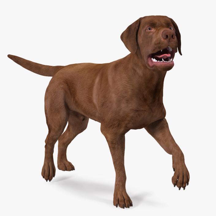 3D Labrador Dog Brown Walking