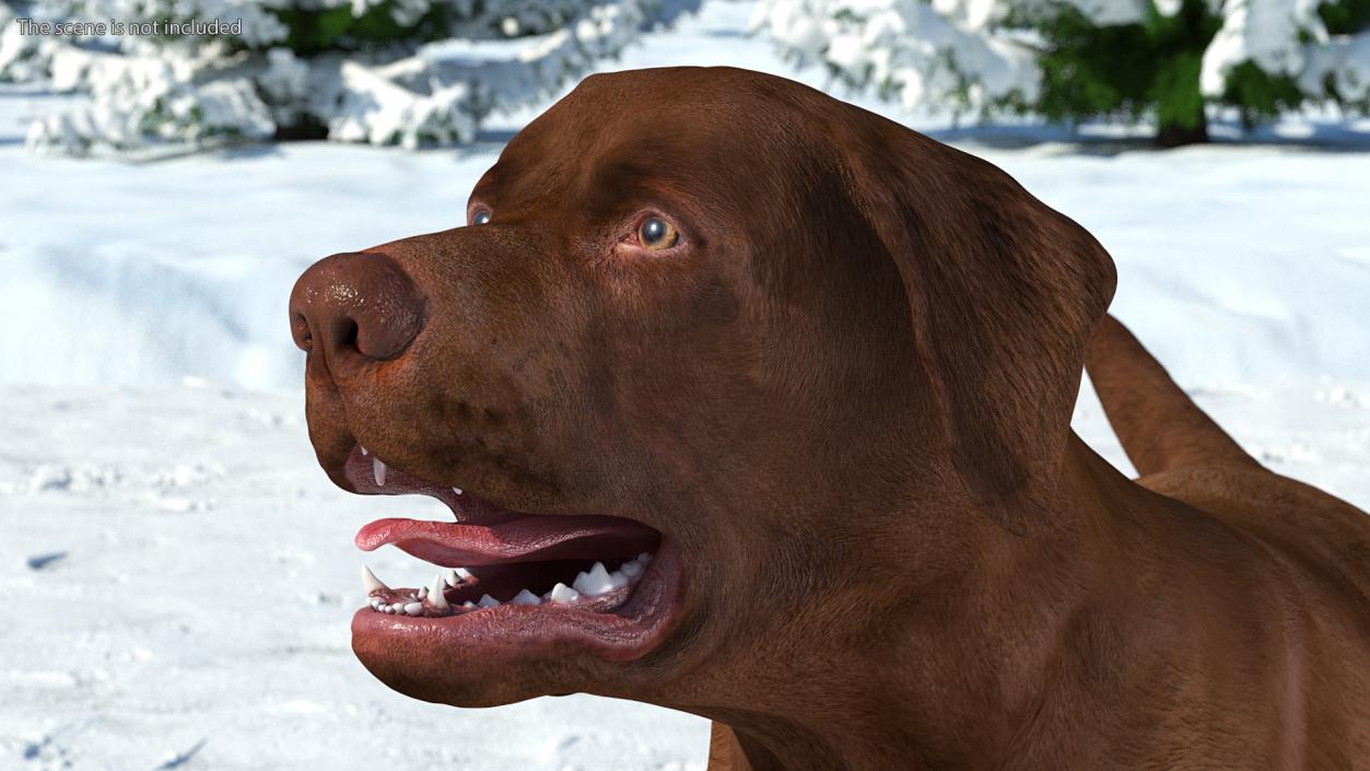 3D Labrador Dog Brown Walking