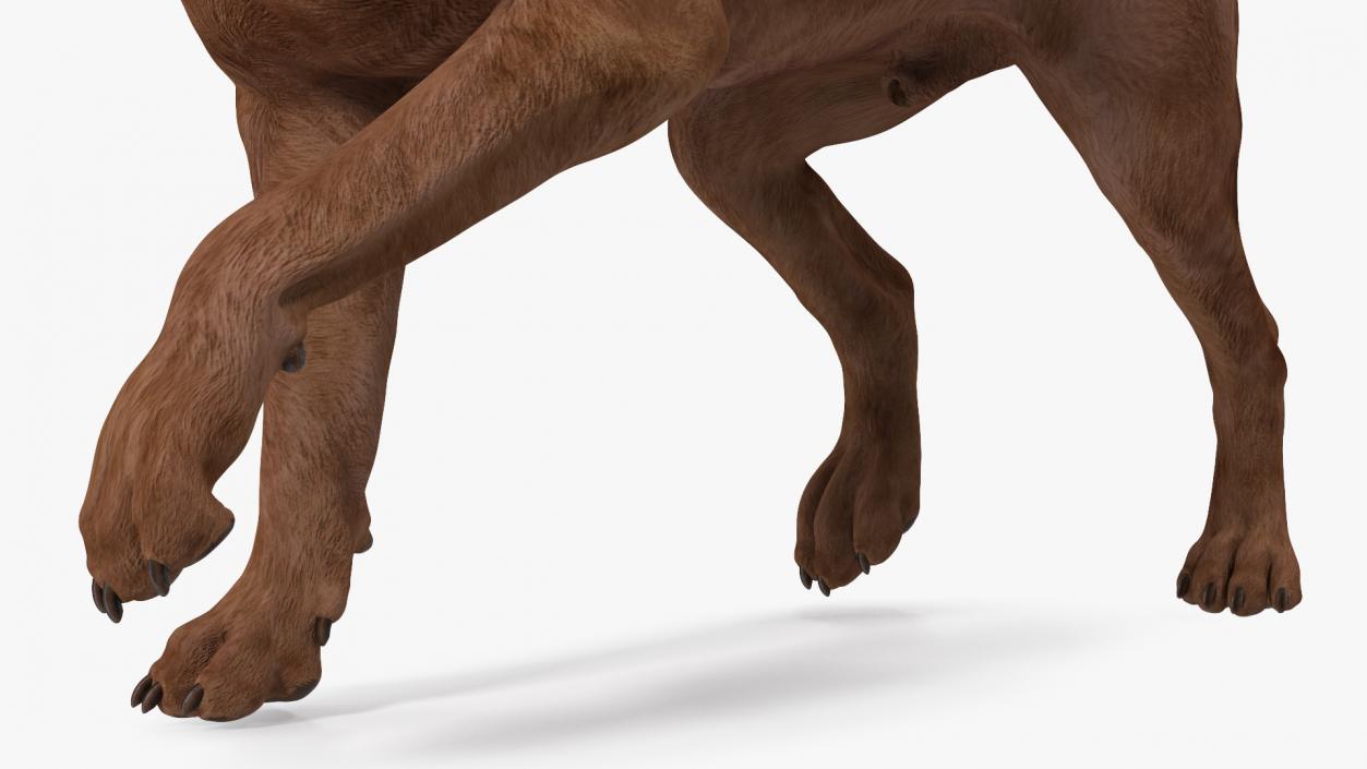 3D Labrador Dog Brown Walking