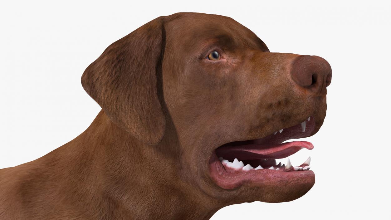 3D Labrador Dog Brown Walking