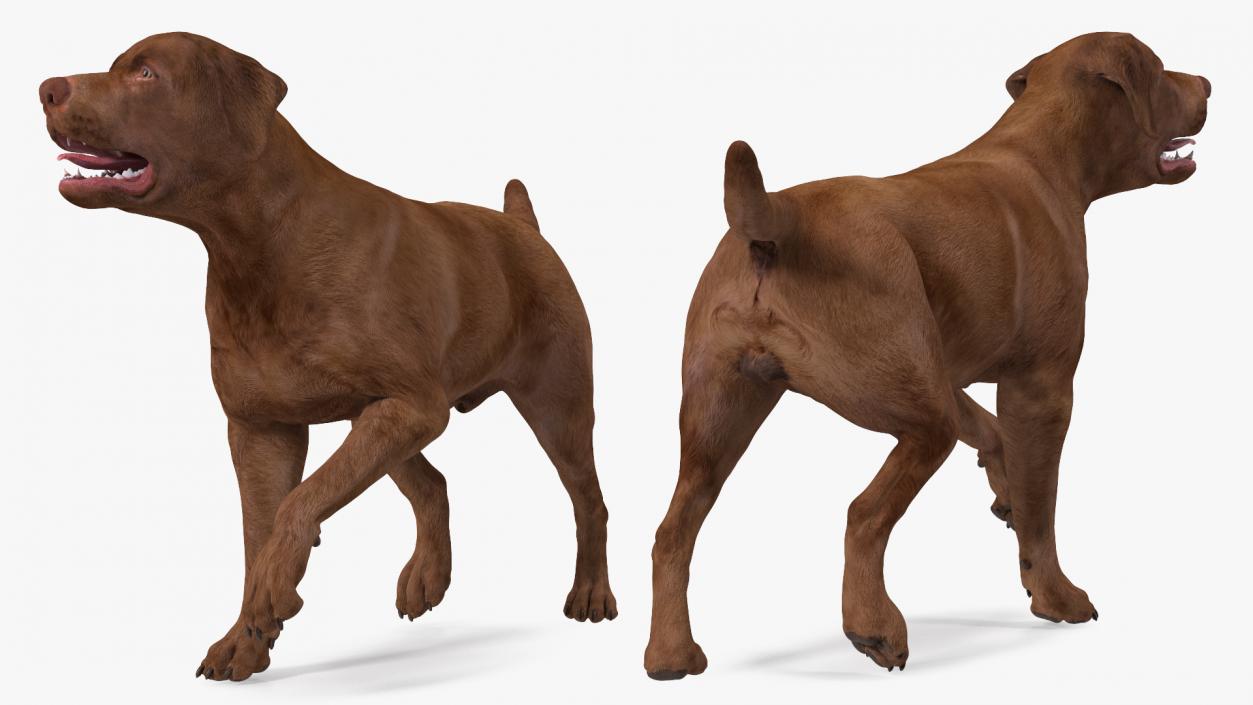 3D Labrador Dog Brown Walking