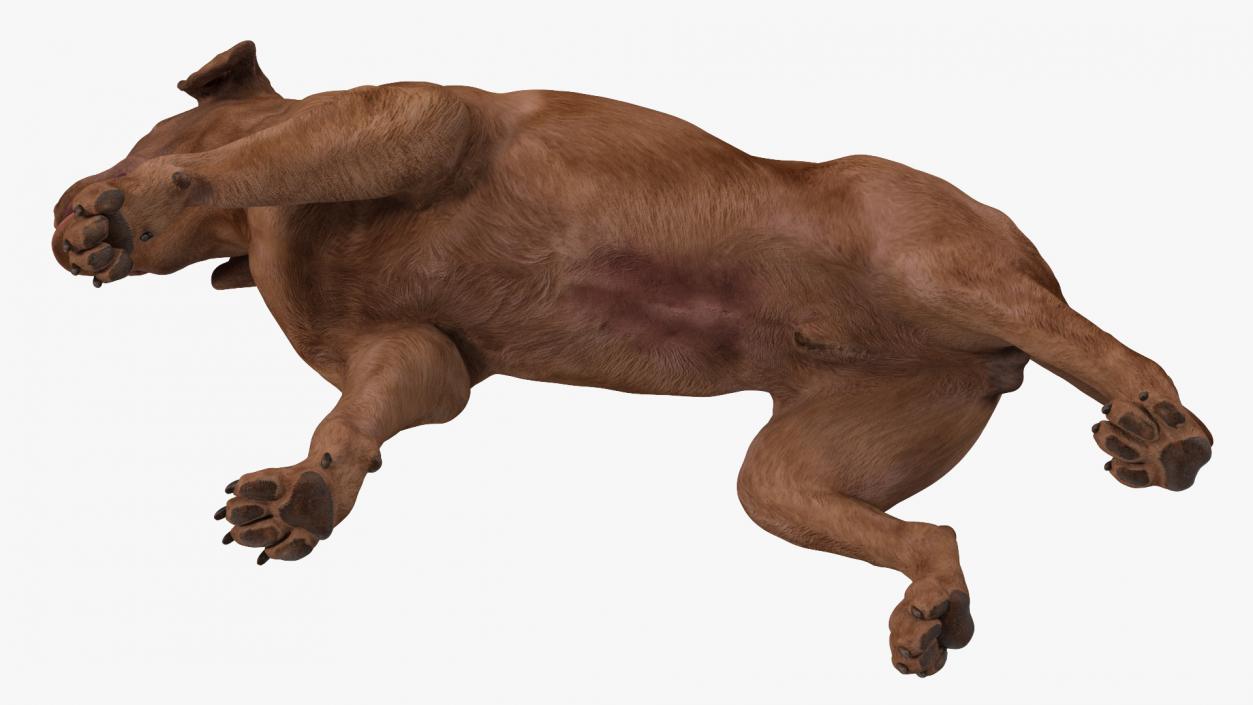 3D Labrador Dog Brown Walking