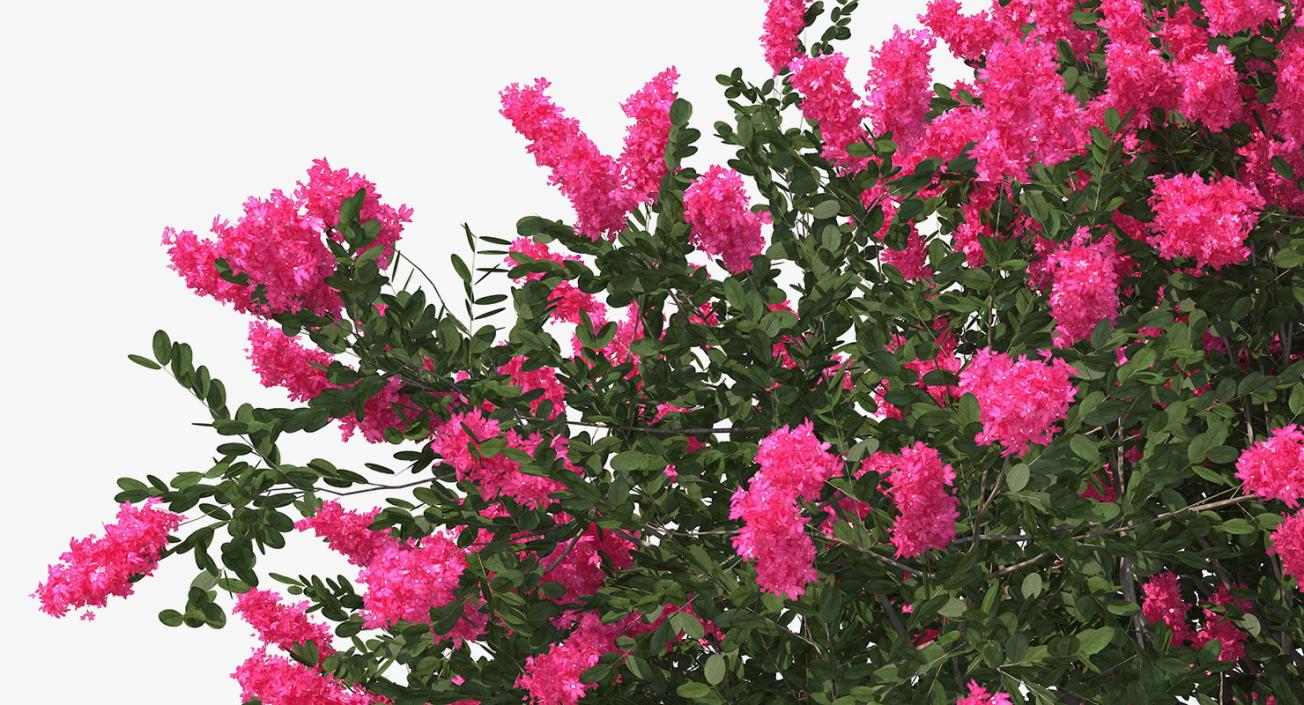 Flowering Bushes and Trees 3D Models Collection 3D