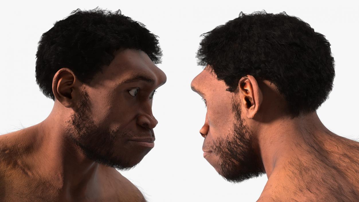 Homo Erectus by Bonfire Fur 3D