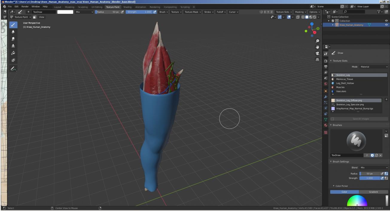 3D Knee Human Anatomy model