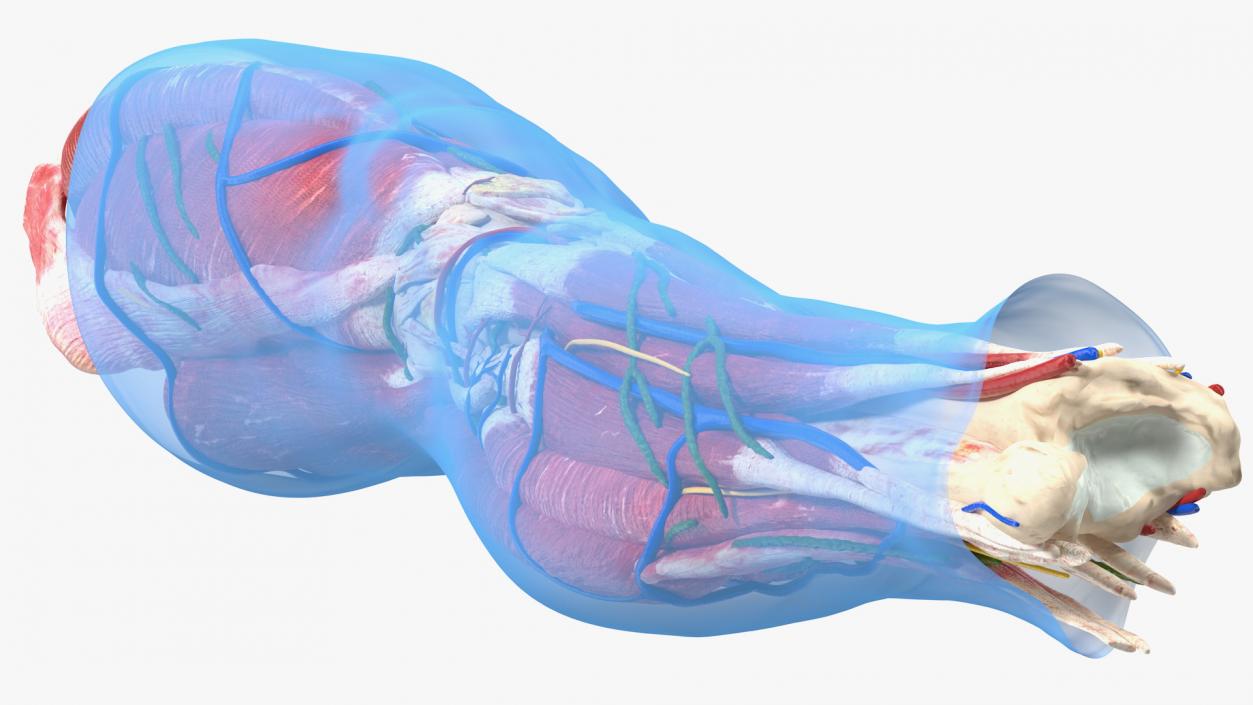 3D Knee Human Anatomy model