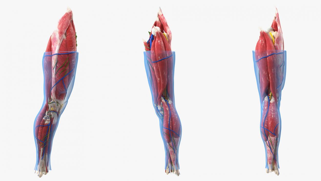 3D Knee Human Anatomy model