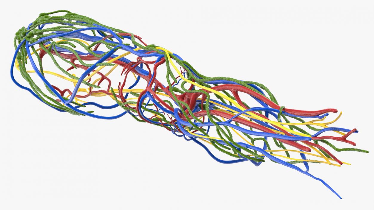 3D Knee Human Anatomy model