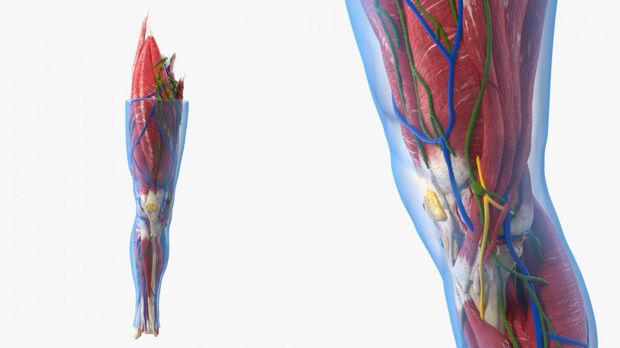 3D Knee Human Anatomy model