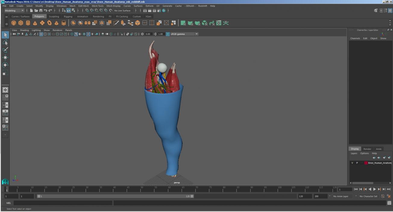 3D Knee Human Anatomy model