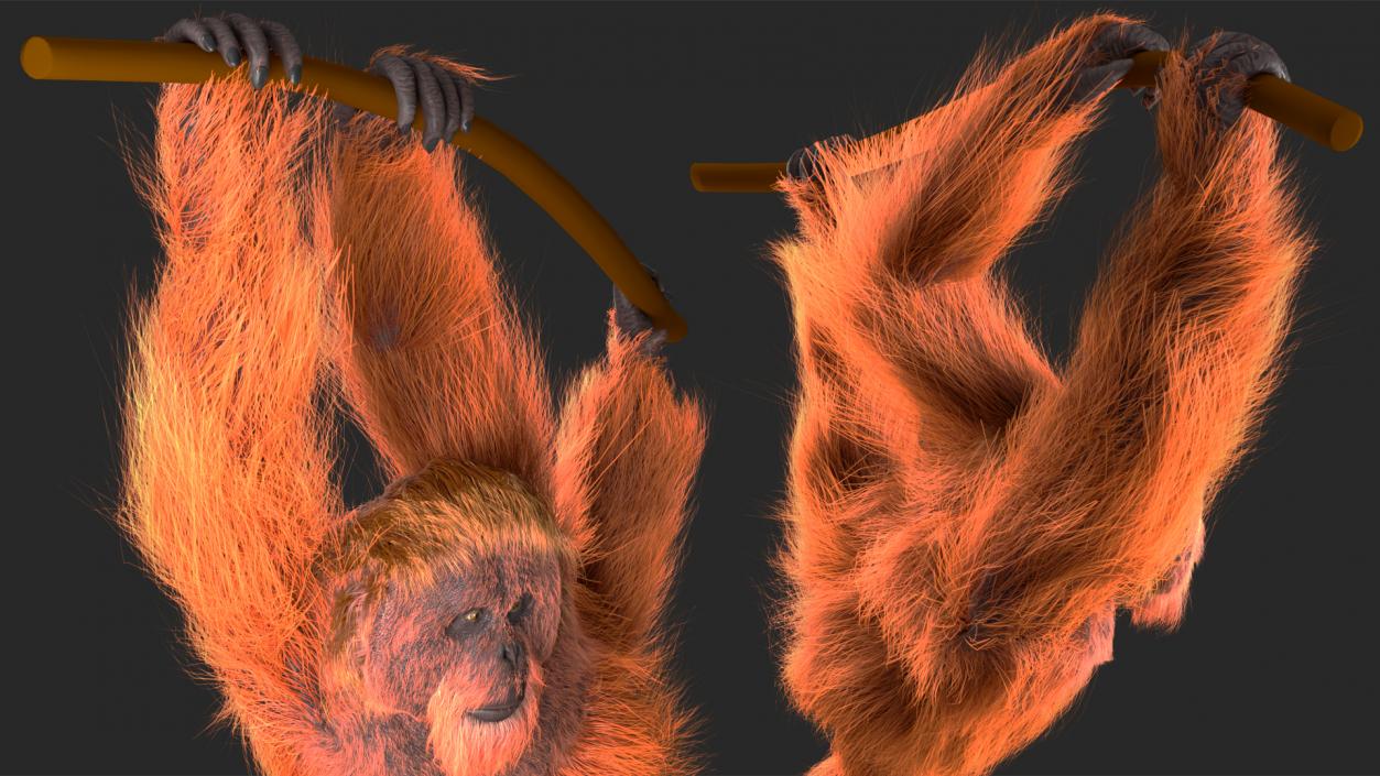 3D Orangutan Hanging on Branch Fur