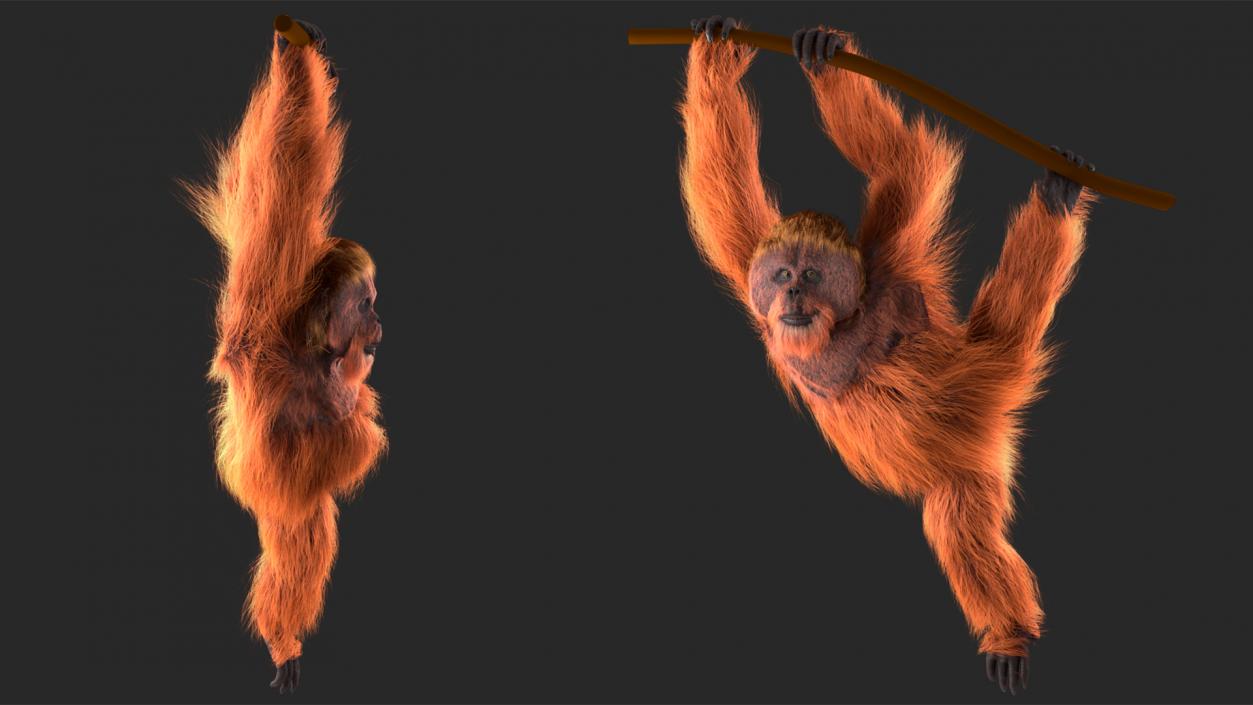 3D Orangutan Hanging on Branch Fur