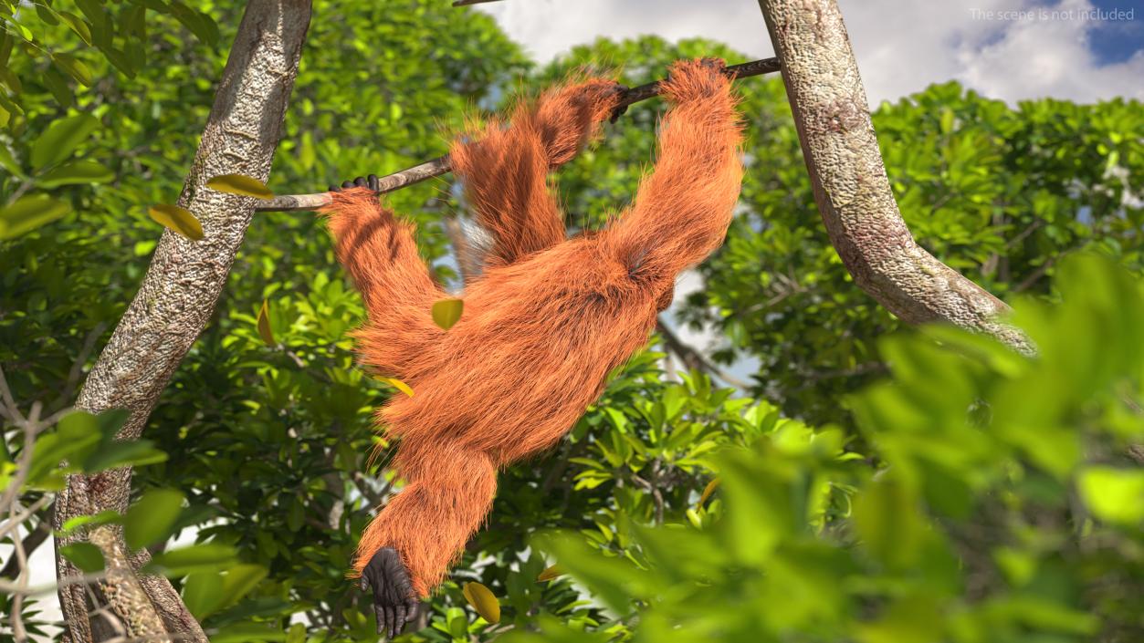 3D Orangutan Hanging on Branch Fur